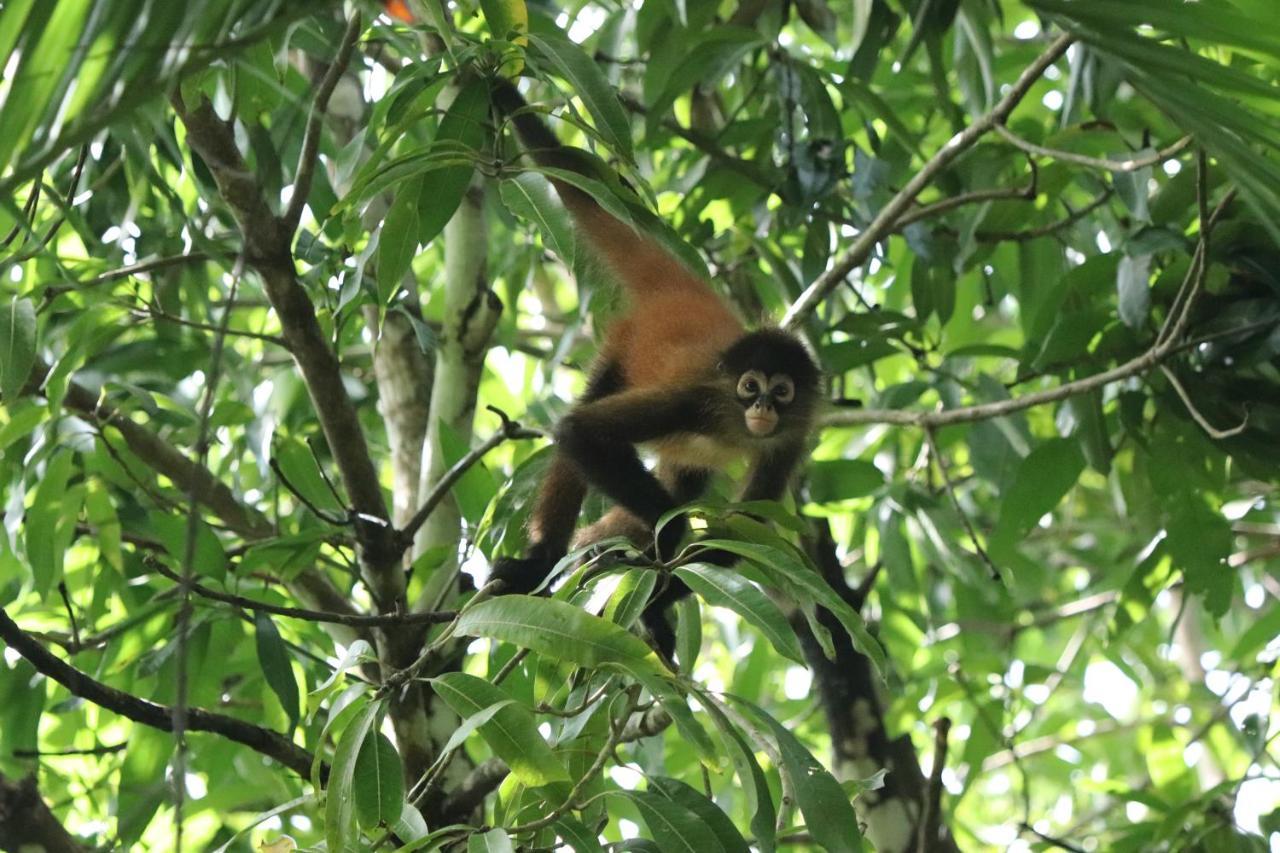 Four Monkeys Eco Lodge Jungle & Beach - The House Cabo Matapalo Buitenkant foto