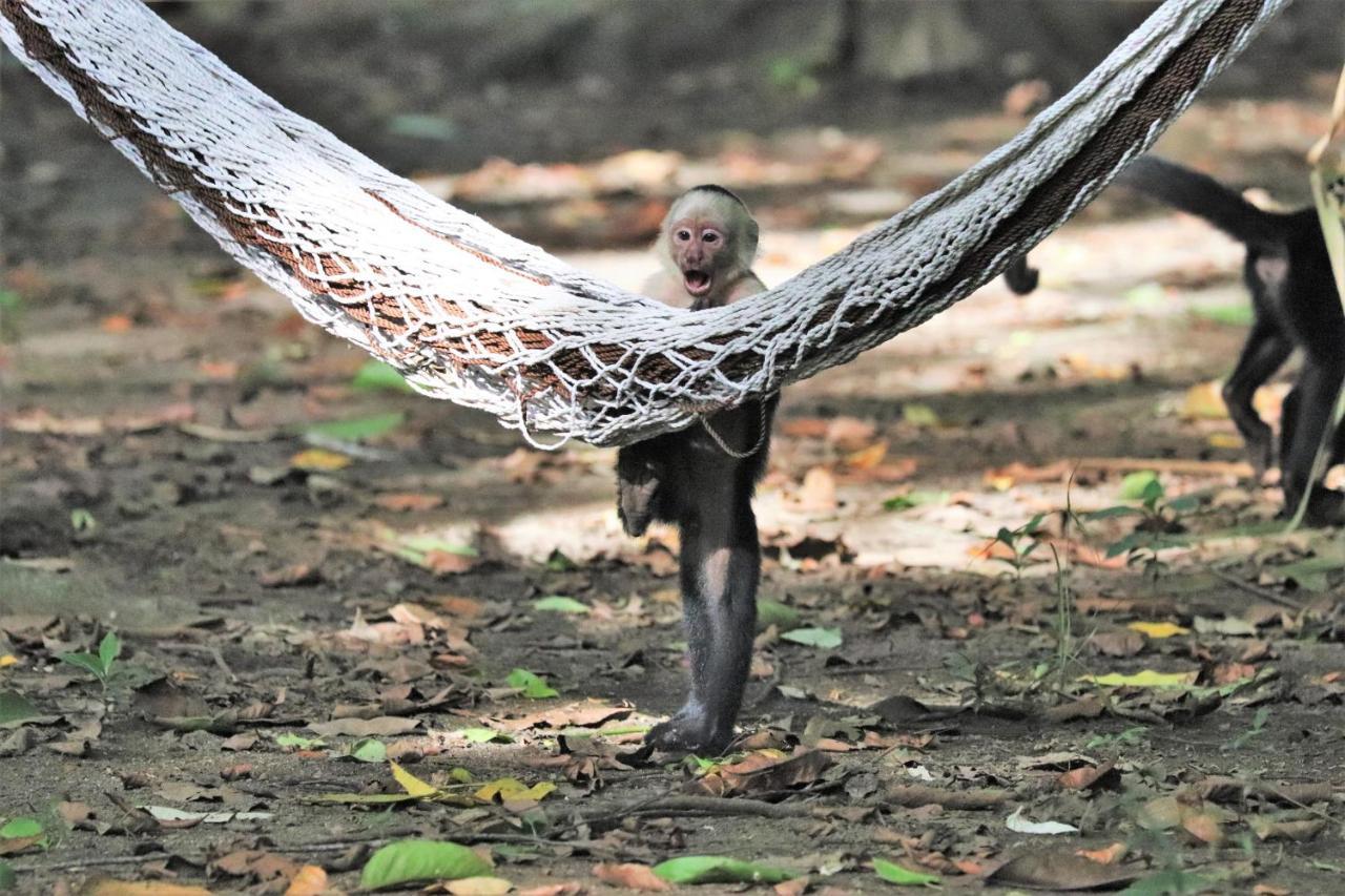 Four Monkeys Eco Lodge Jungle & Beach - The House Cabo Matapalo Buitenkant foto