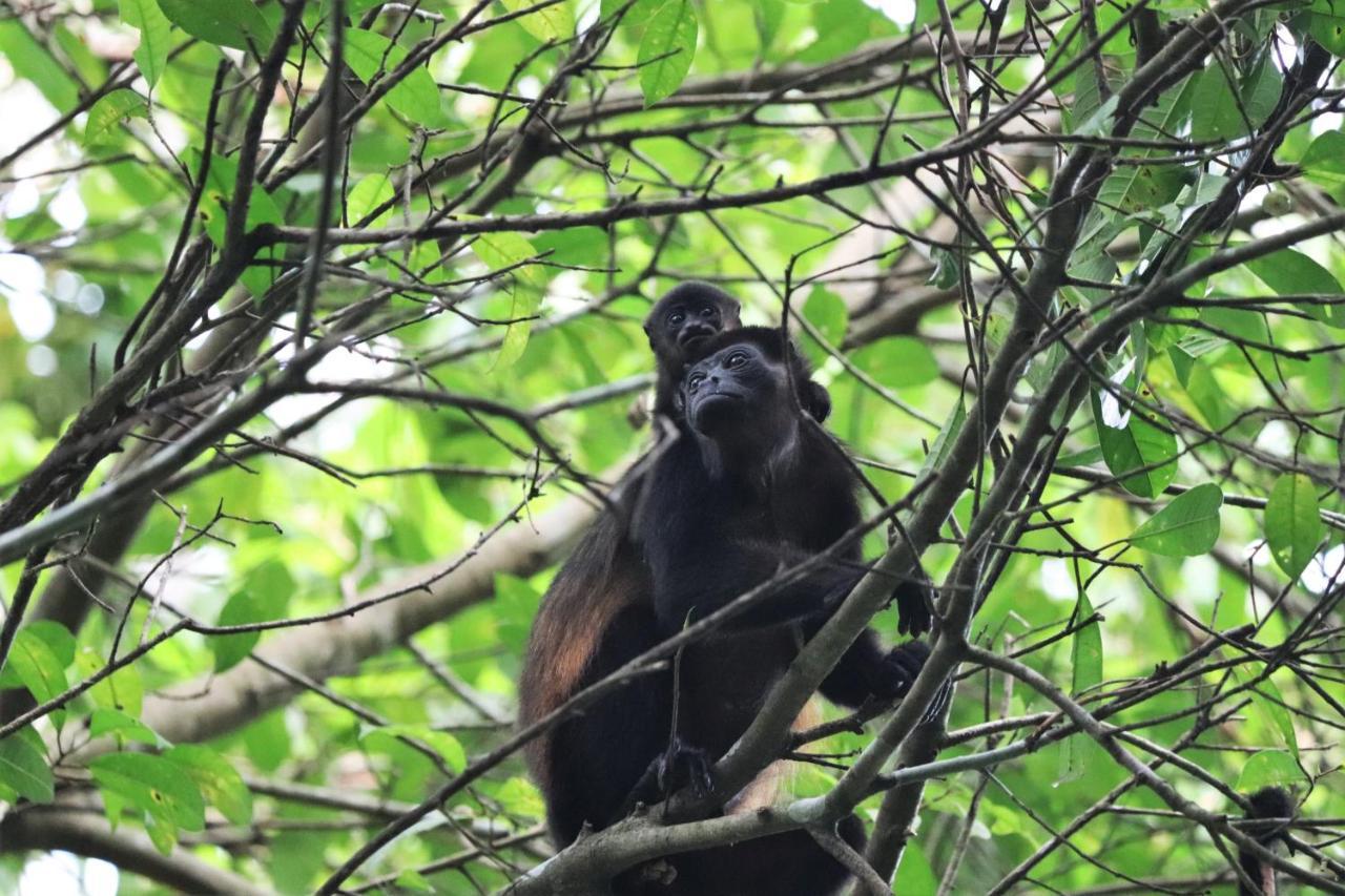 Four Monkeys Eco Lodge Jungle & Beach - The House Cabo Matapalo Buitenkant foto
