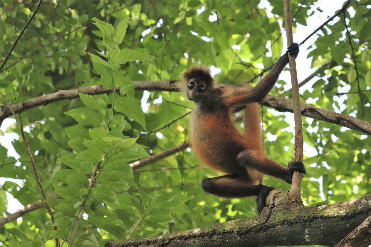 Four Monkeys Eco Lodge Jungle & Beach - The House Cabo Matapalo Buitenkant foto