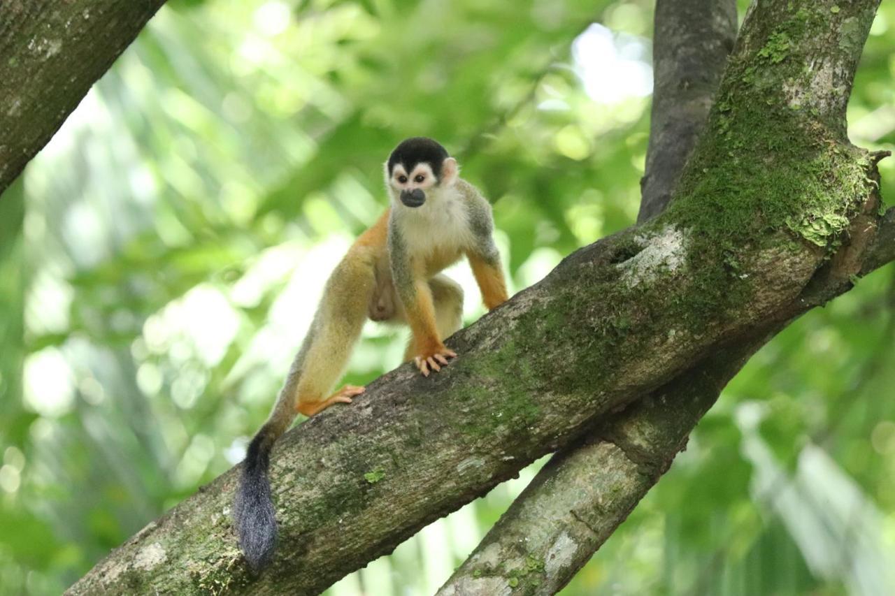 Four Monkeys Eco Lodge Jungle & Beach - The House Cabo Matapalo Buitenkant foto