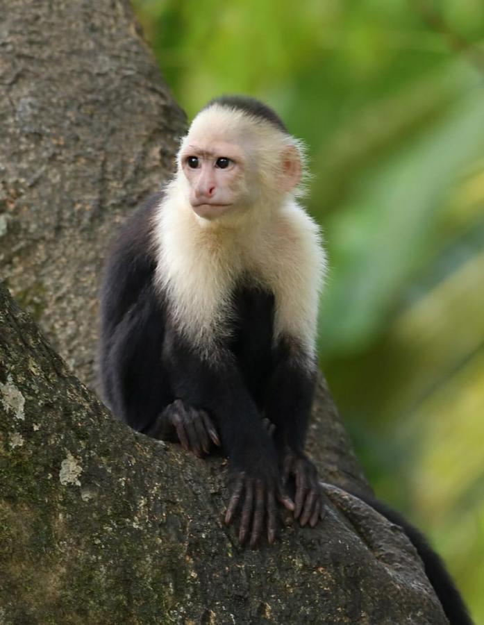 Four Monkeys Eco Lodge Jungle & Beach - The House Cabo Matapalo Buitenkant foto